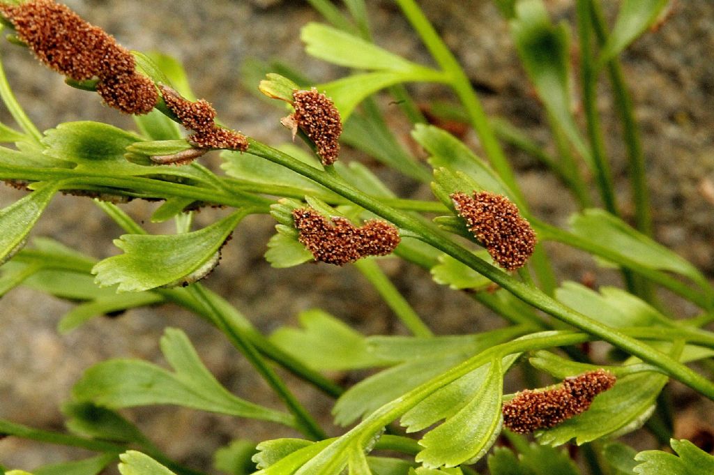 Asplenium x alternifolium?